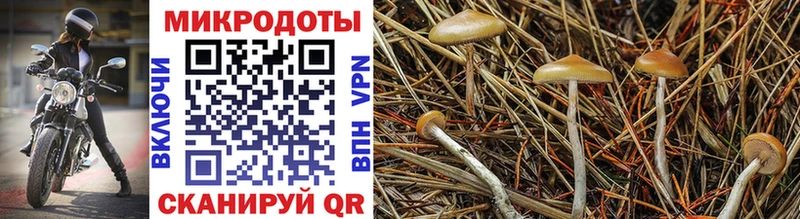 Псилоцибиновые грибы мухоморы  гидра tor  Динская 